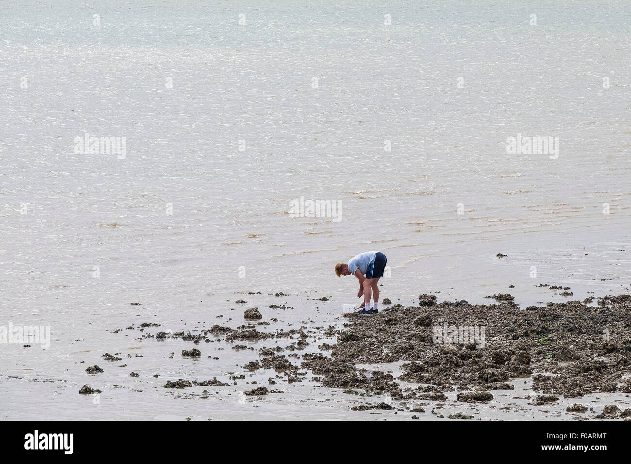 Canvey Island - A person collecting crabs on the foreshore of the River Thames at Canvey Island, Essex Stock Photo