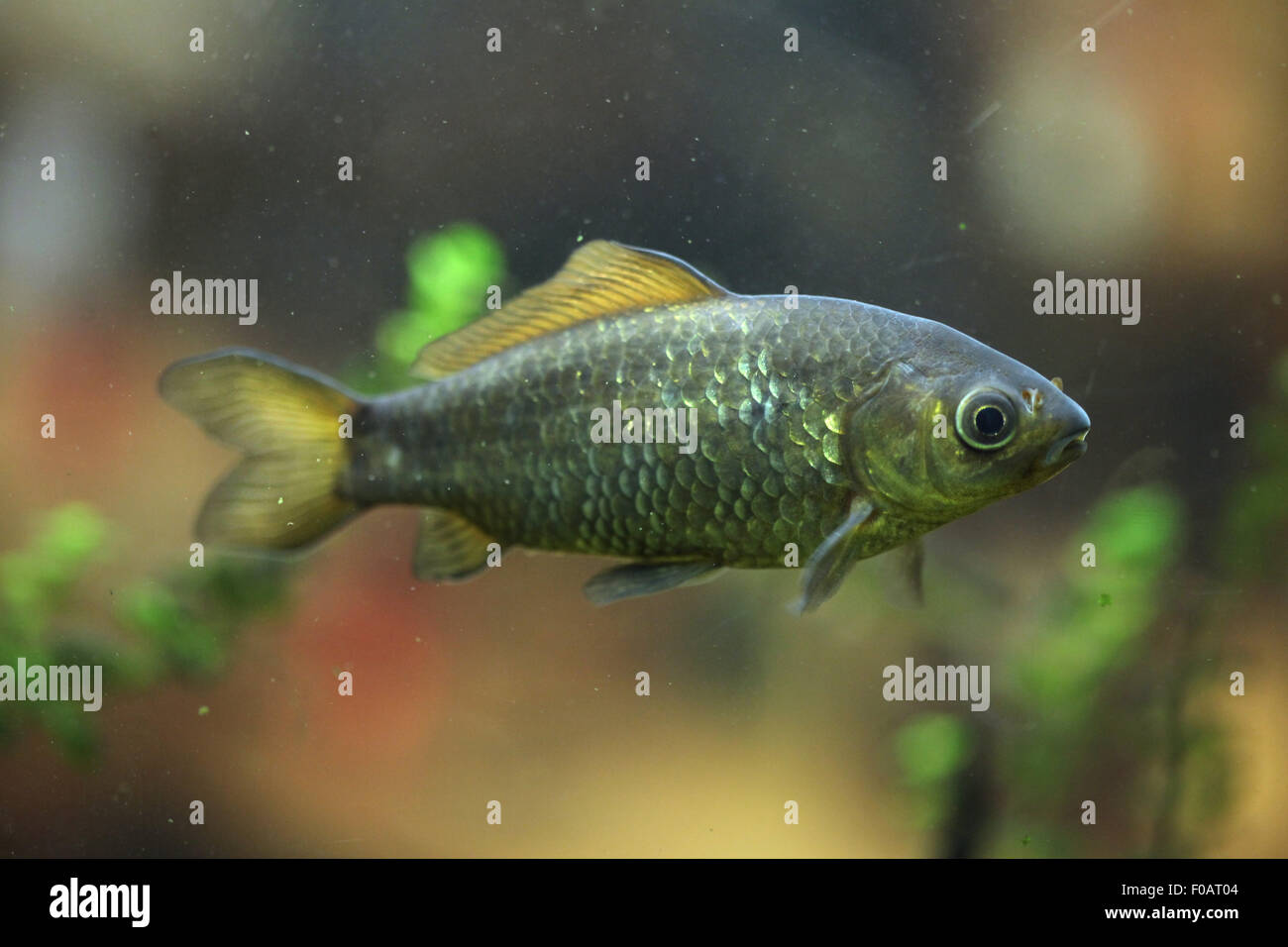 Freshwater fish at Chomutov Zoo in Chomutov, North Bohemia, Czech Republic. Stock Photo