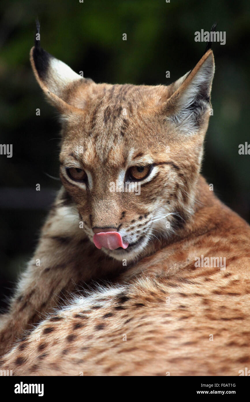 Carpathian lynx (Lynx lynx carpathica) at Chomutov Zoo in Chomutov, North Bohemia, Czech Republic. Stock Photo