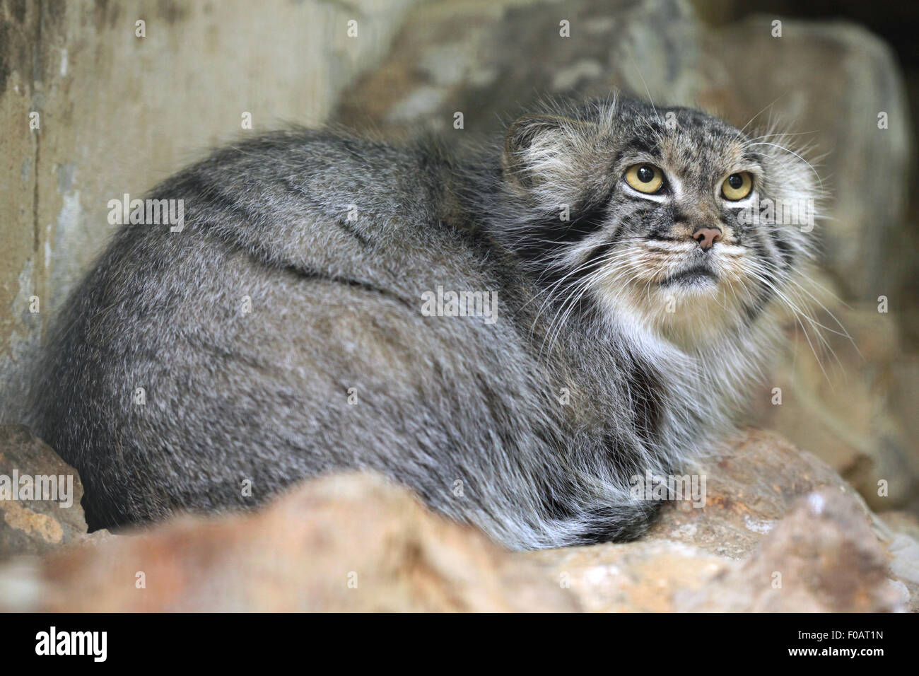 Pallas's cat (Otocolobus manul), also known as the manul at Chomutov Zoo in Chomutov, North Bohemia, Czech Republic. Stock Photo