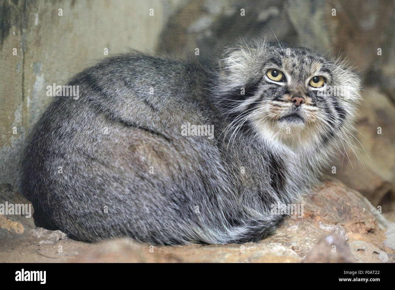 Pallas's cat (Otocolobus manul), also known as the manul at Chomutov Zoo in Chomutov, North Bohemia, Czech Republic. Stock Photo