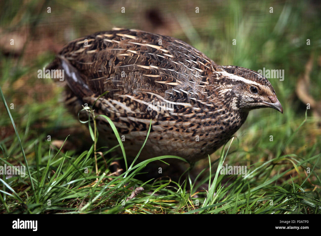 beads conversation One night Japanese quail (Coturnix japonica) at Chomutov Zoo in Chomutov, North  Bohemia, Czech Republic Stock Photo - Alamy
