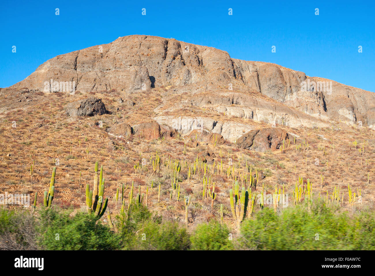 Desert road of cactus. La Paz, Baja California Sur. Mexico Stock Photo