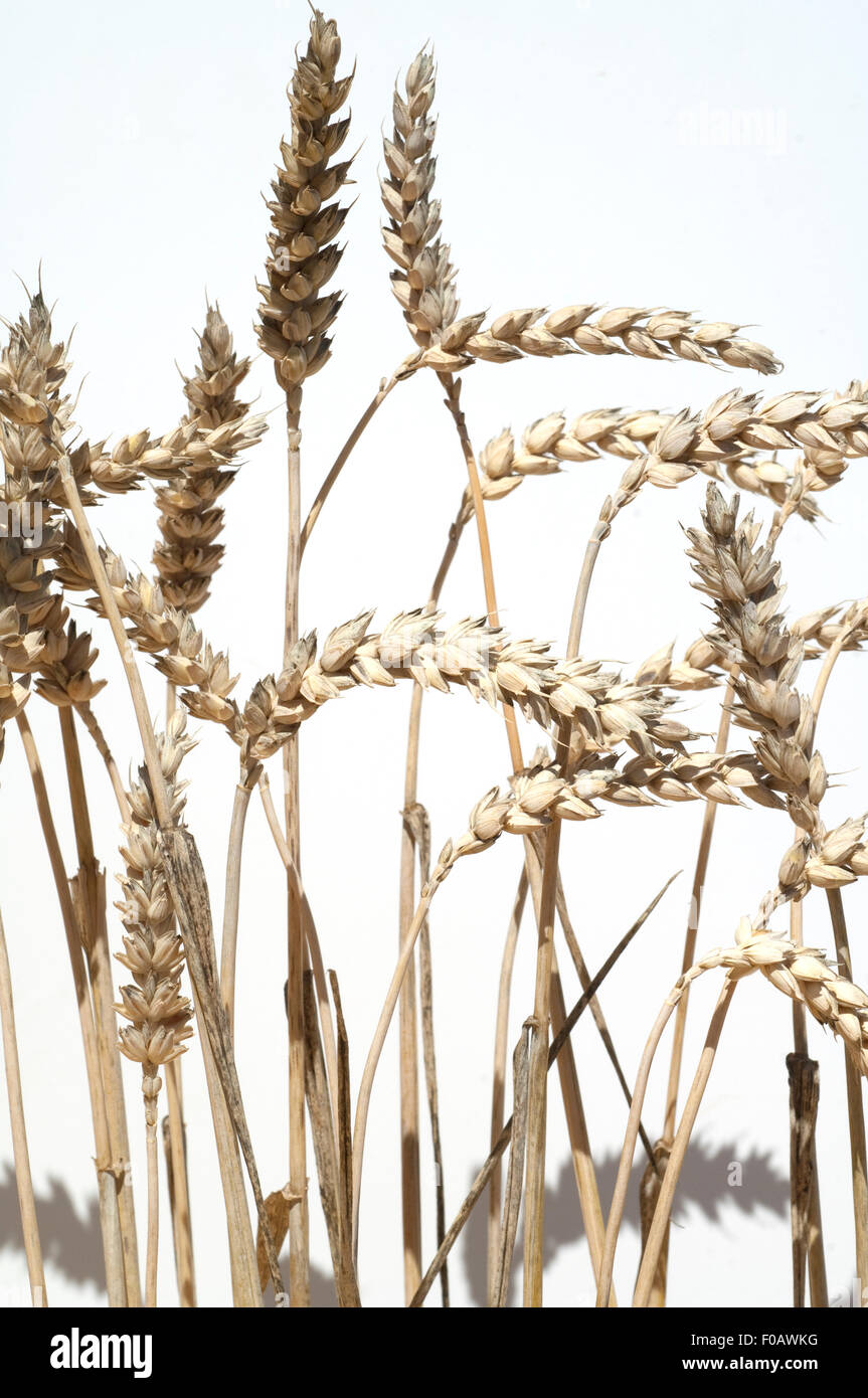 Weizenaehren, Weizenaehre, Weizen, Triticum, aestivum, Stock Photo