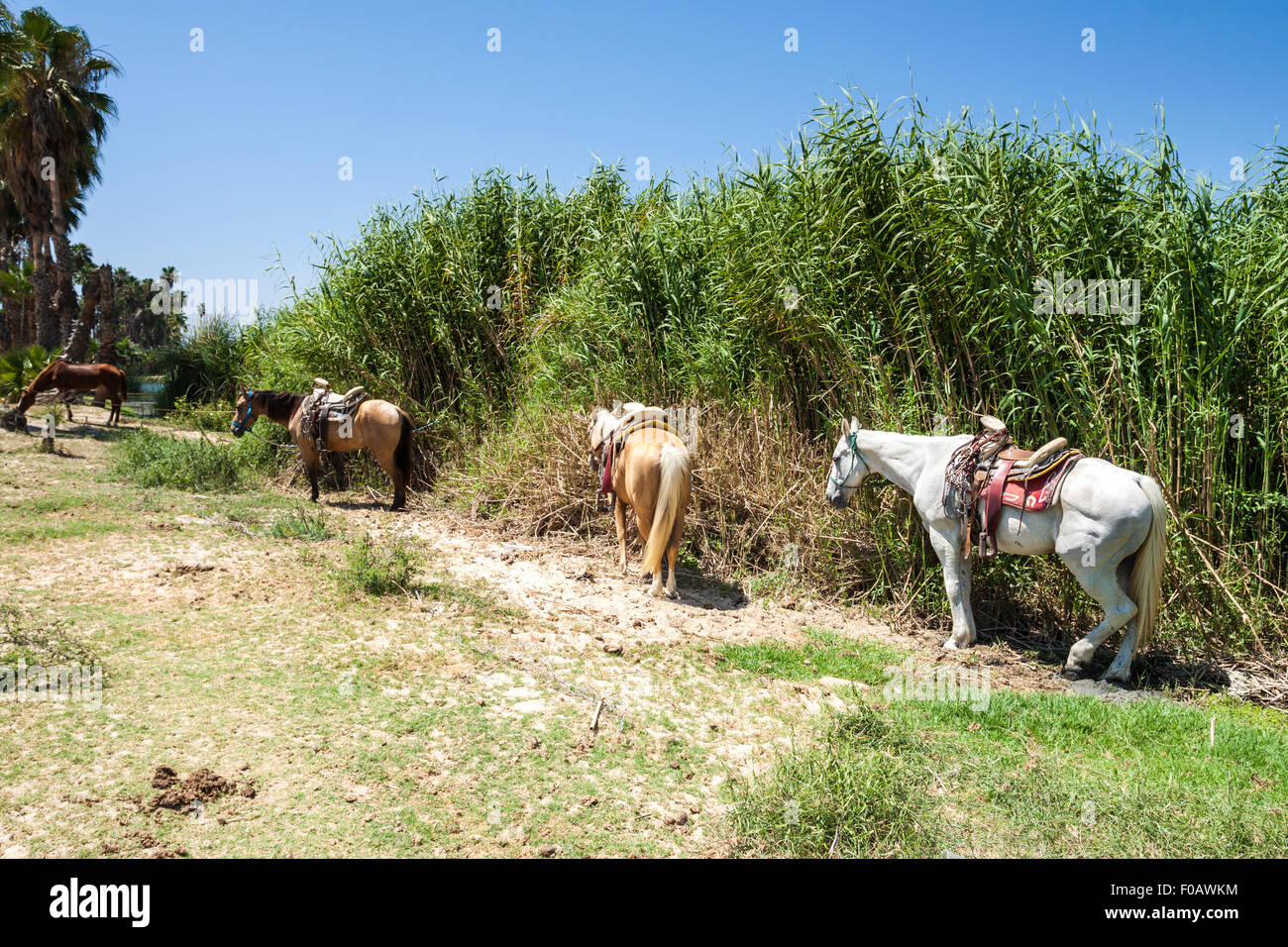 Natural reserve with big palm trees. San Jose del Cabos, Baja