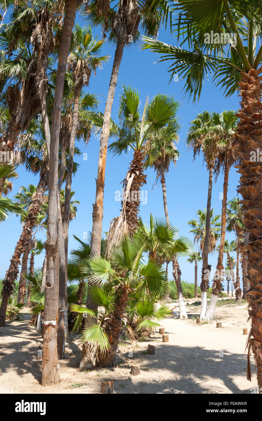 Natural reserve with big palm trees. San Jose del Cabos, Baja California Sur. Mexico Stock Photo