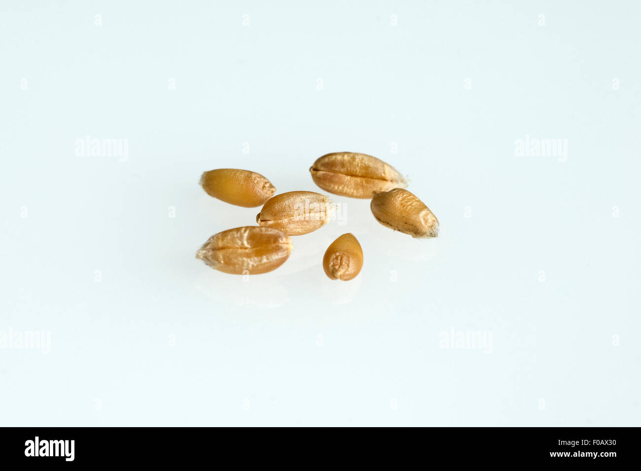 Weizenkoerner, Weizen, Triticum, aestivum, Stock Photo