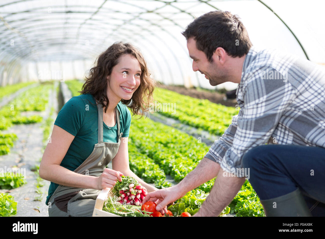 View of a Farmer teaching new employee to gardening Stock Photo - Alamy