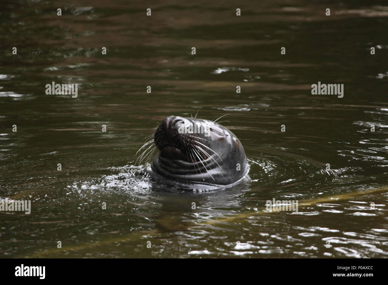 Grey seal (Halichoerus grypus), also known as the Atlantic seal at Chomutov Zoo in Chomutov, North Bohemia, Czech Republic. Stock Photo