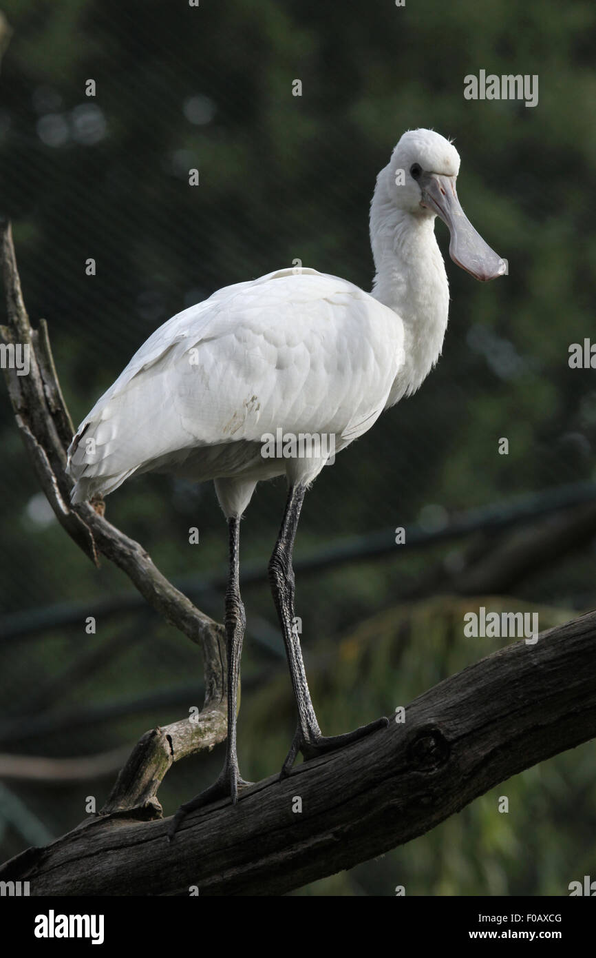 Eurasian spoonbill (Platalea leucorodia), also known as the common spoonbil at Chomutov Zoo in Chomutov, North Bohemia, Czech Re Stock Photo