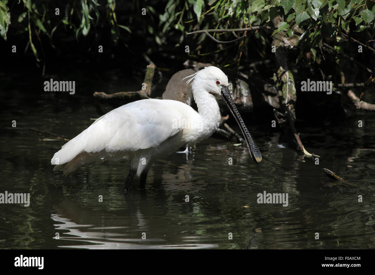 Eurasian spoonbill (Platalea leucorodia), also known as the common spoonbil at Chomutov Zoo in Chomutov, North Bohemia, Czech Re Stock Photo