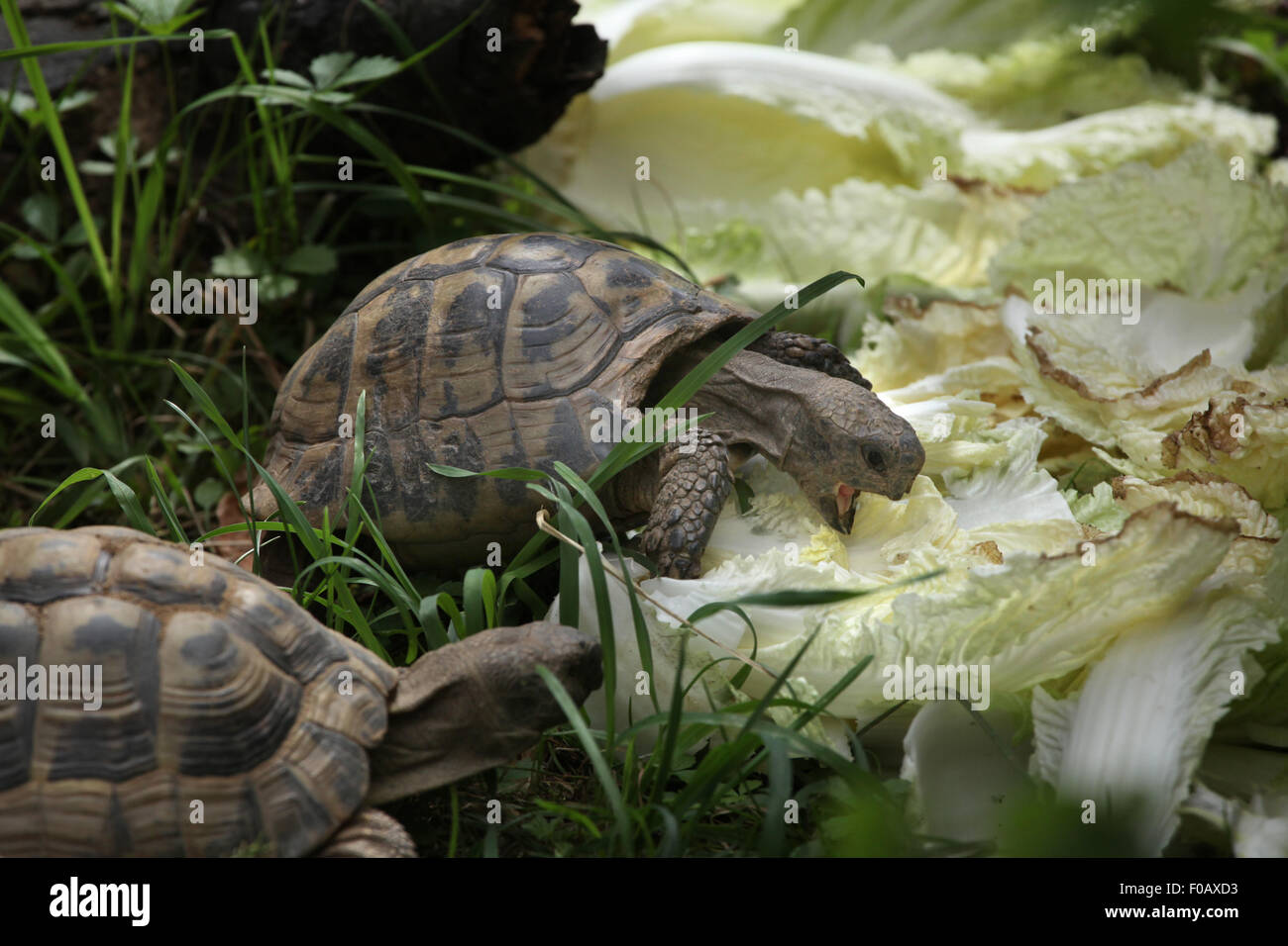 Russian tortoise (Agrionemys horsfieldii), also known as the Central Asian tortoise at Chomutov Zoo in Chomutov, North Bohemia, Stock Photo