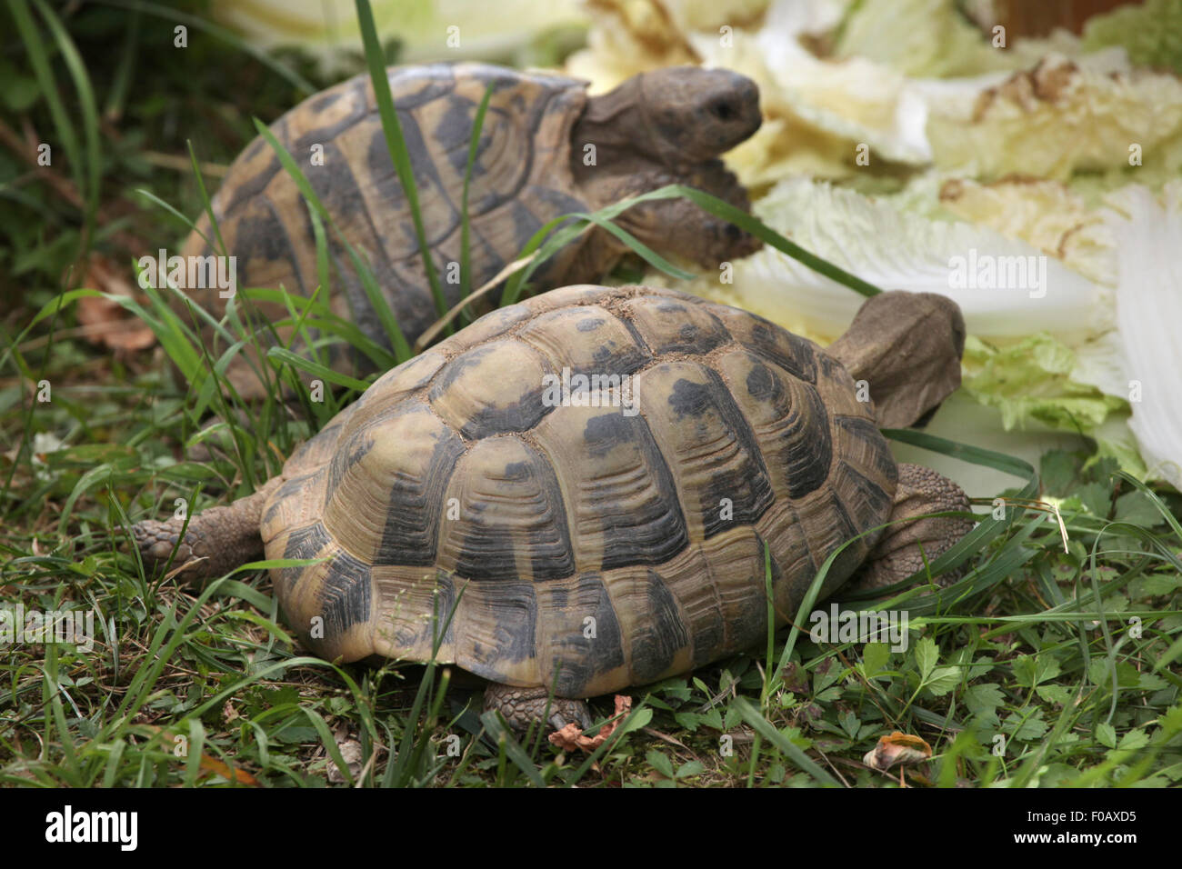 Russian tortoise (Agrionemys horsfieldii), also known as the Central Asian tortoise at Chomutov Zoo in Chomutov, North Bohemia, Stock Photo