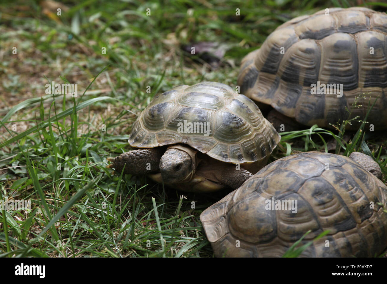 Russian tortoise (Agrionemys horsfieldii), also known as the Central Asian tortoise at Chomutov Zoo in Chomutov, North Bohemia, Stock Photo