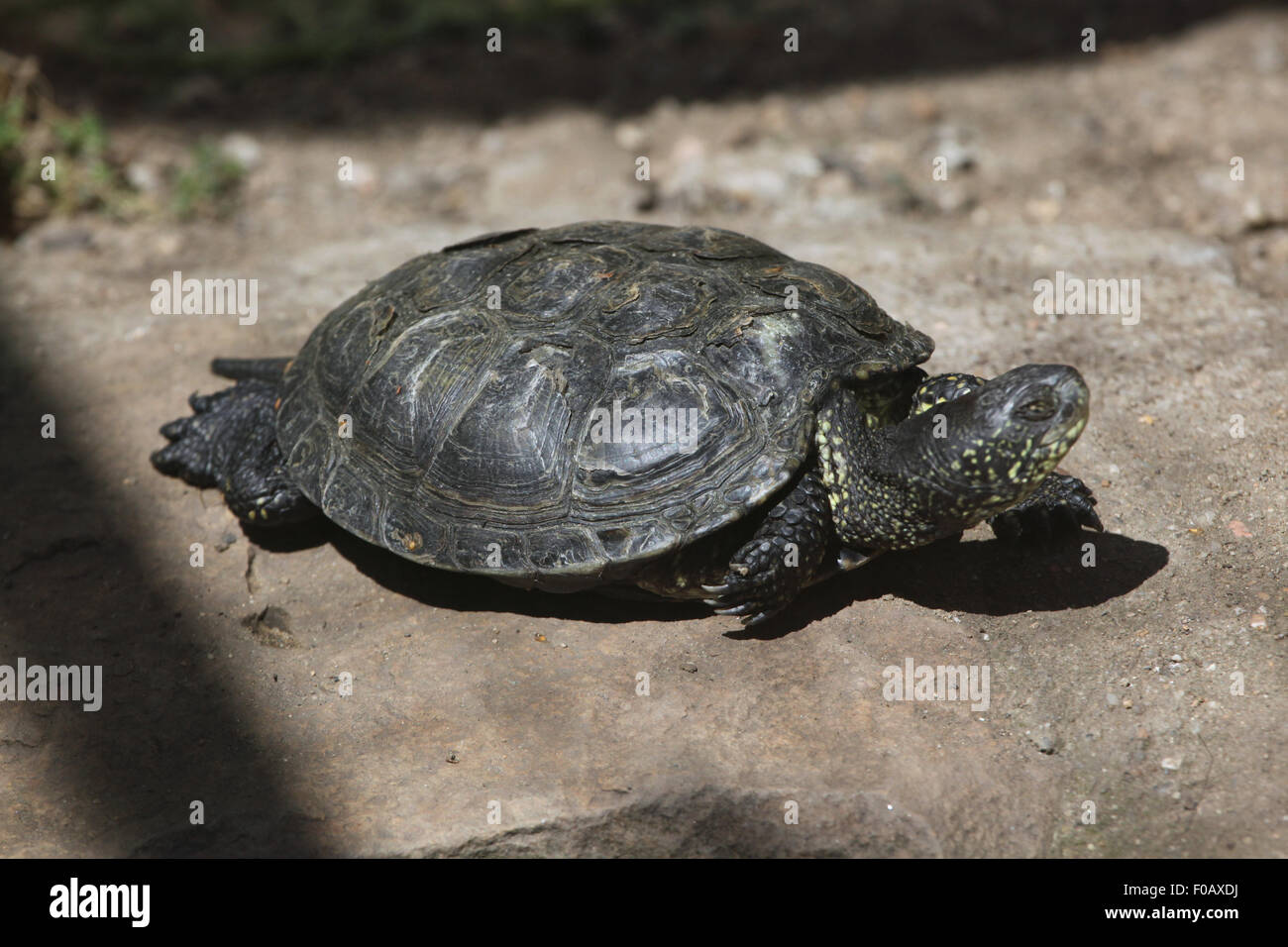 European pond turtle (Emys orbicularis), also known as the European ...