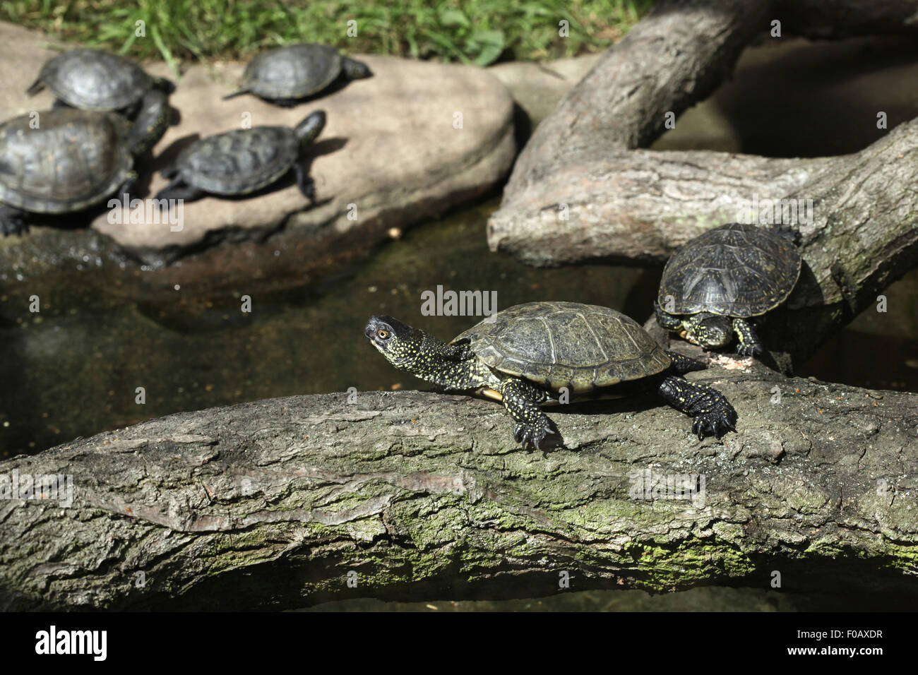 European pond turtle (Emys orbicularis), also known as the European ...