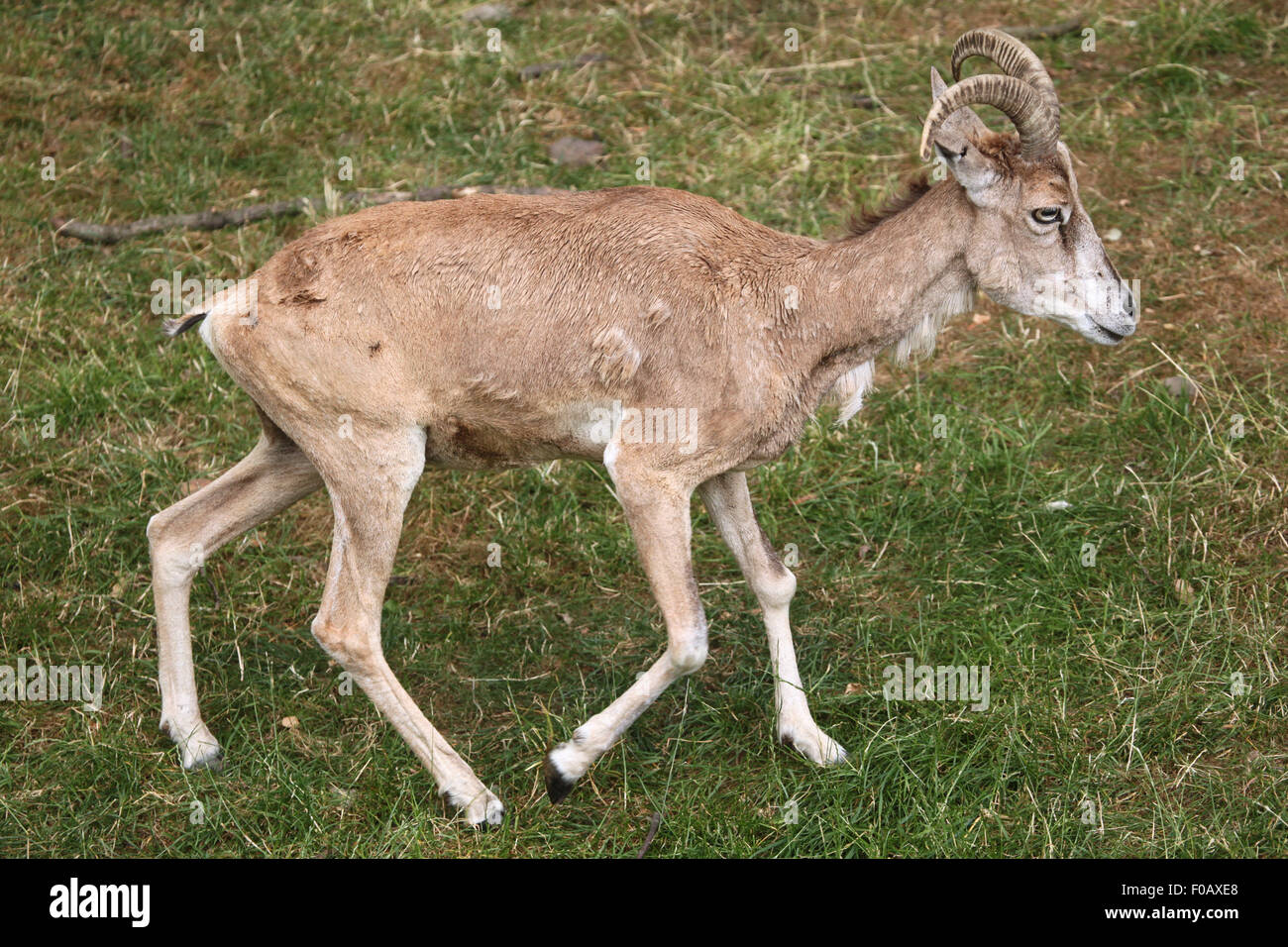 Transcaspian urial (Ovis orientalis arkal) at Chomutov Zoo in Chomutov, North Bohemia, Czech Republic. Stock Photo