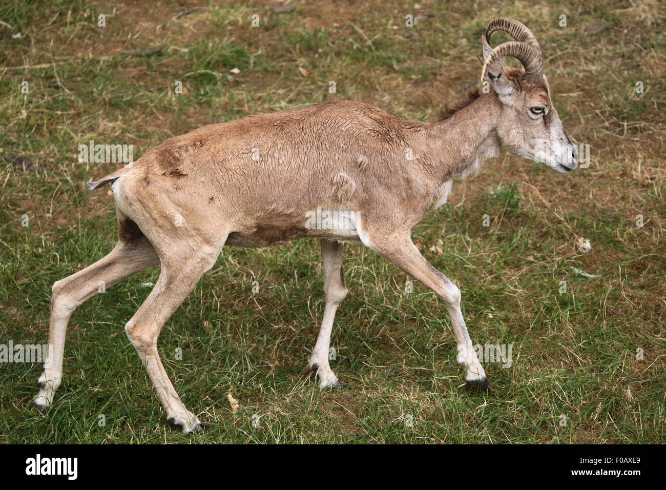 Ustyurt mountain sheep hi-res stock photography and images - Alamy