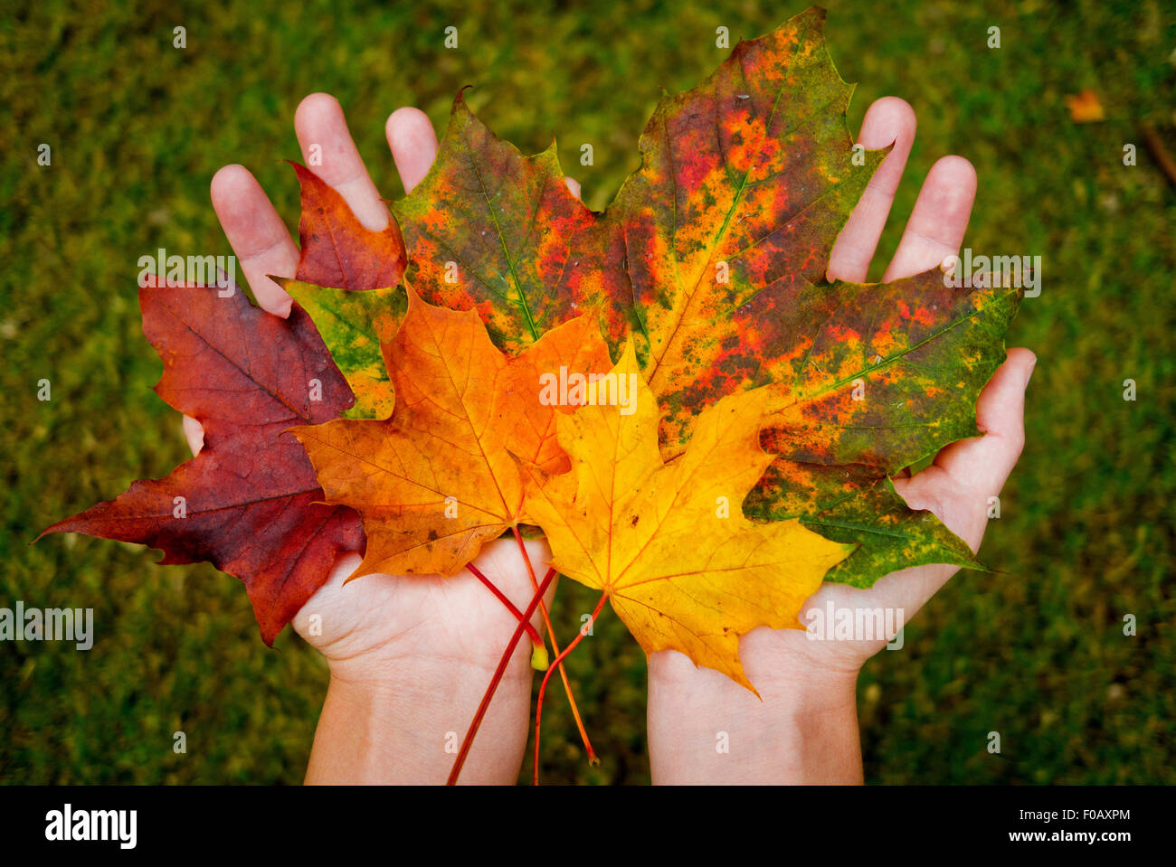 A pair of hands holding autumn leaves of different colours Stock Photo
