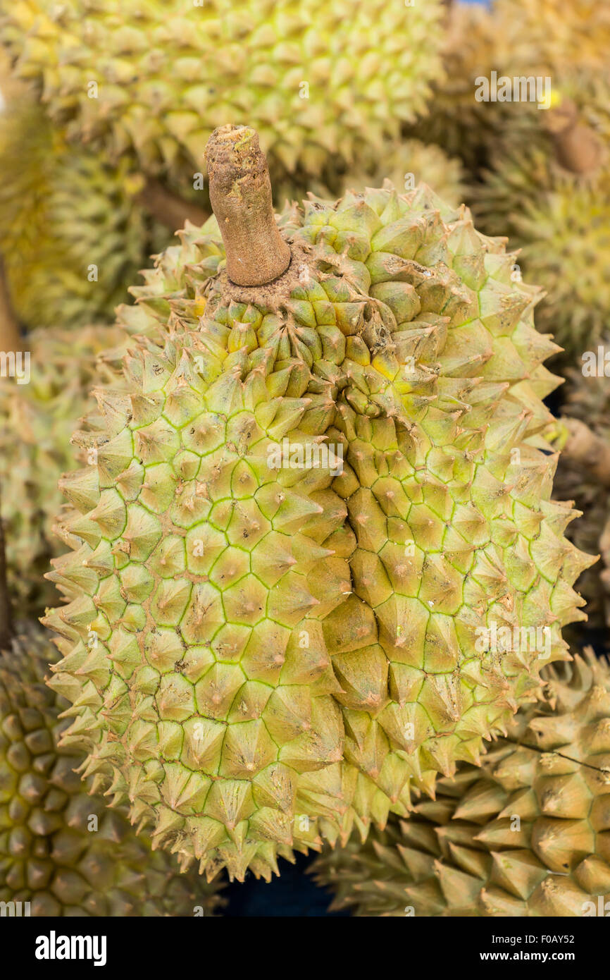 Durian tropical fruit in Thailand Stock Photo