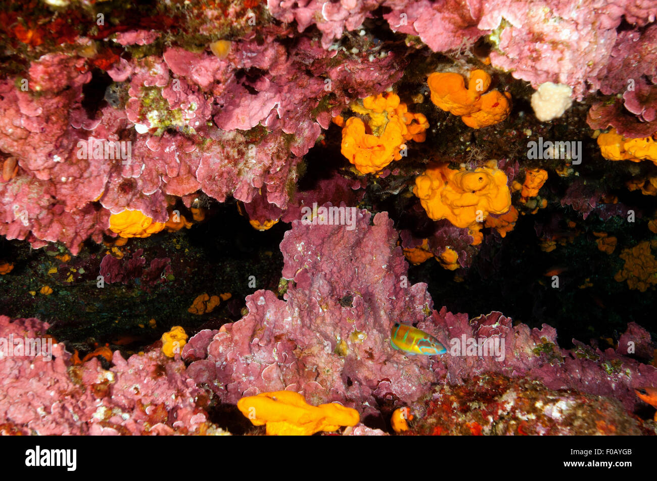 Coralline algae, Lithophyllum stictaeforme, Gökova Bay Turkey Stock Photo