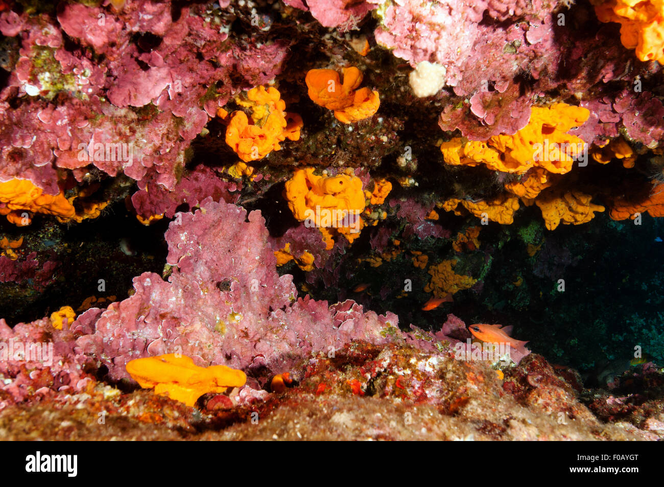 Coralline algae, Lithophyllum stictaeforme, Gökova Bay Turkey Stock Photo