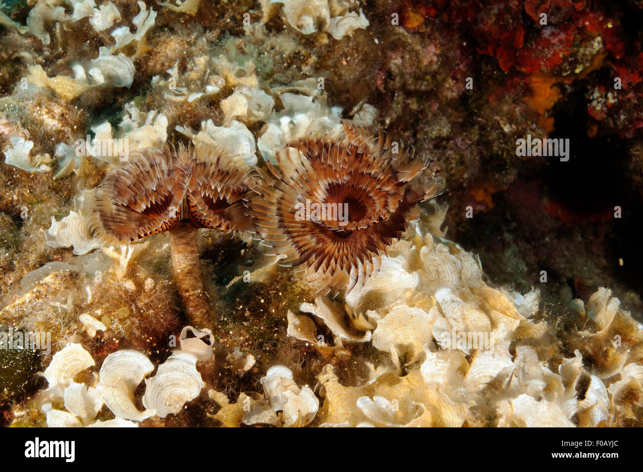 Tube worm, Sabella spallanzanii, Lipsi Island Greece Stock Photo