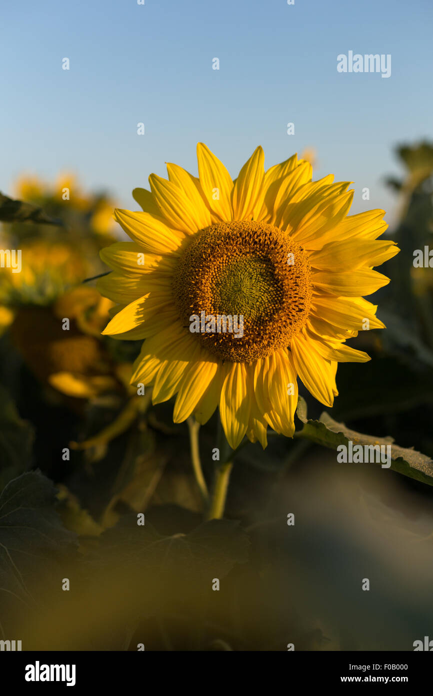 Close up sunflower sunset hi-res stock photography and images - Alamy