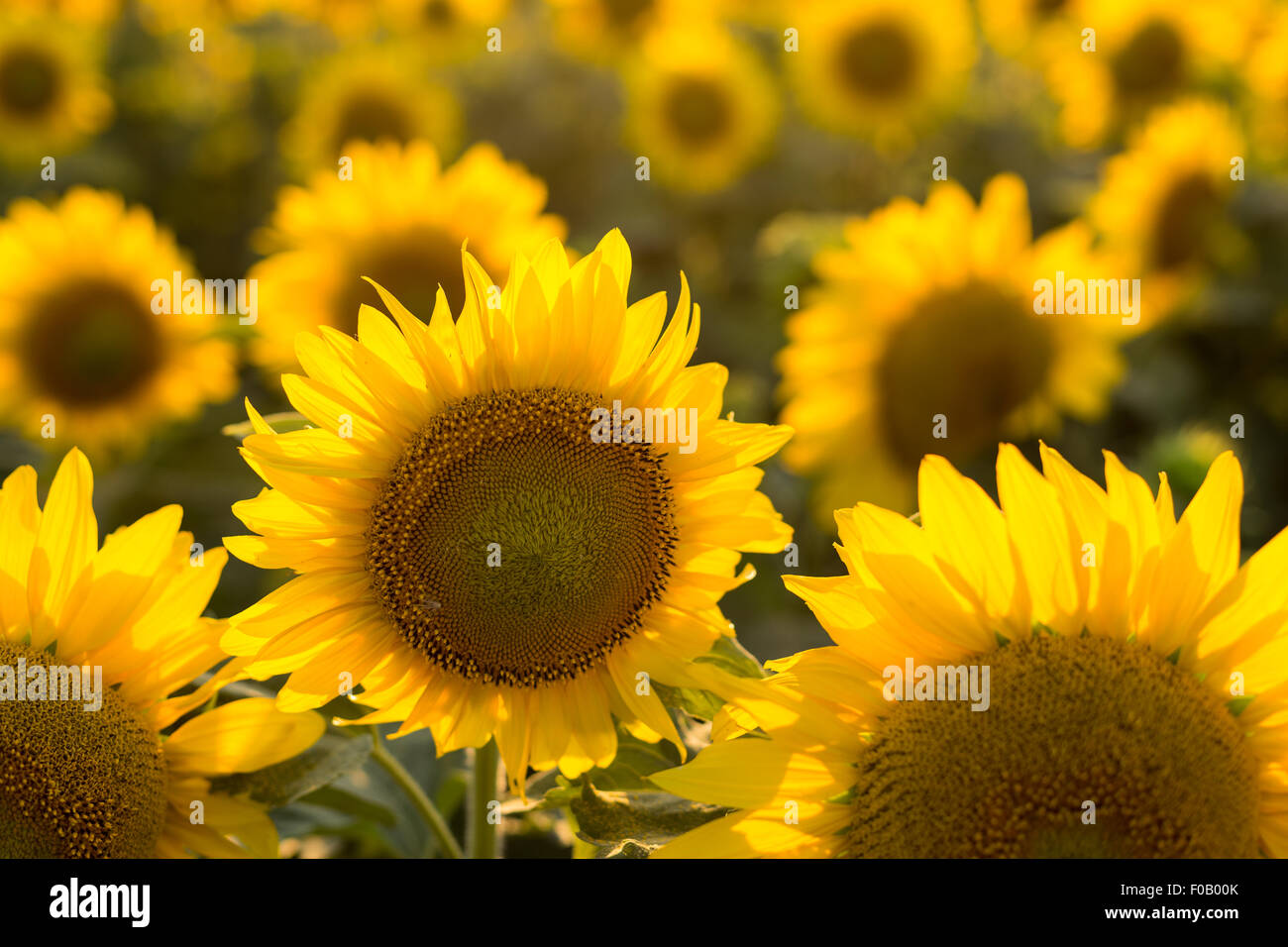 Sunflowers in the field close-up at sunset Stock Photo - Alamy