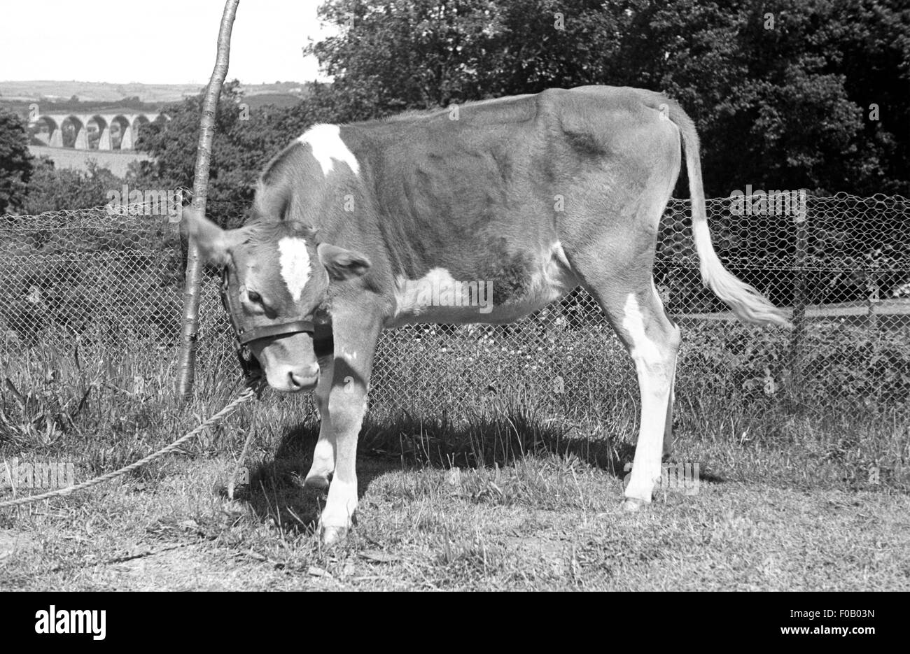 A calf Stock Photo