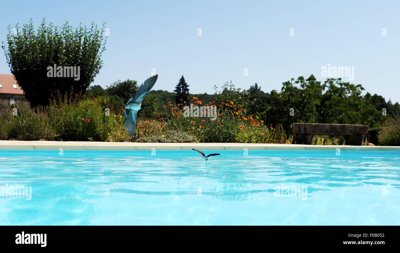 Swooping diving hi-res stock photography and images - Alamy