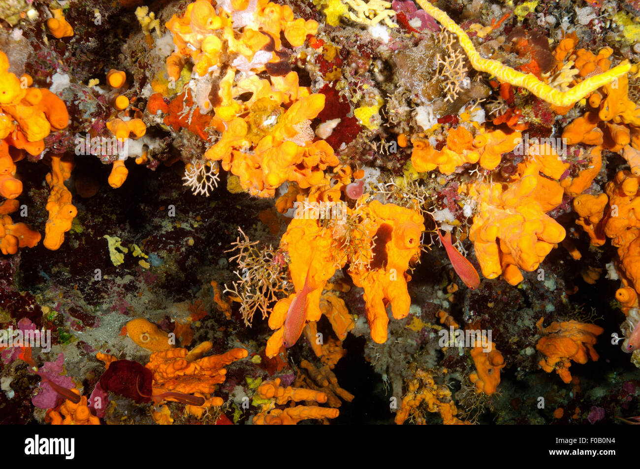 Orange sponges, Aglas oroides, and yellow sea fan, Eunicella cavolini, Orak Island Bodrum Gökova Bay Turkey Stock Photo
