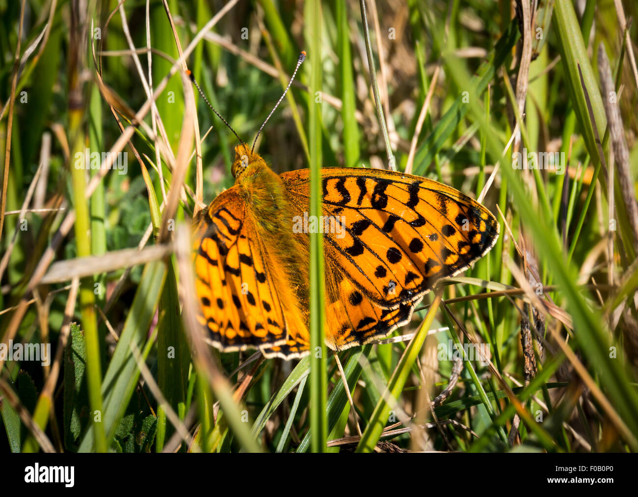 High Brown Fritillary Butterfly in grass on The Seven Sisters, East Sussex, UK Stock Photo
