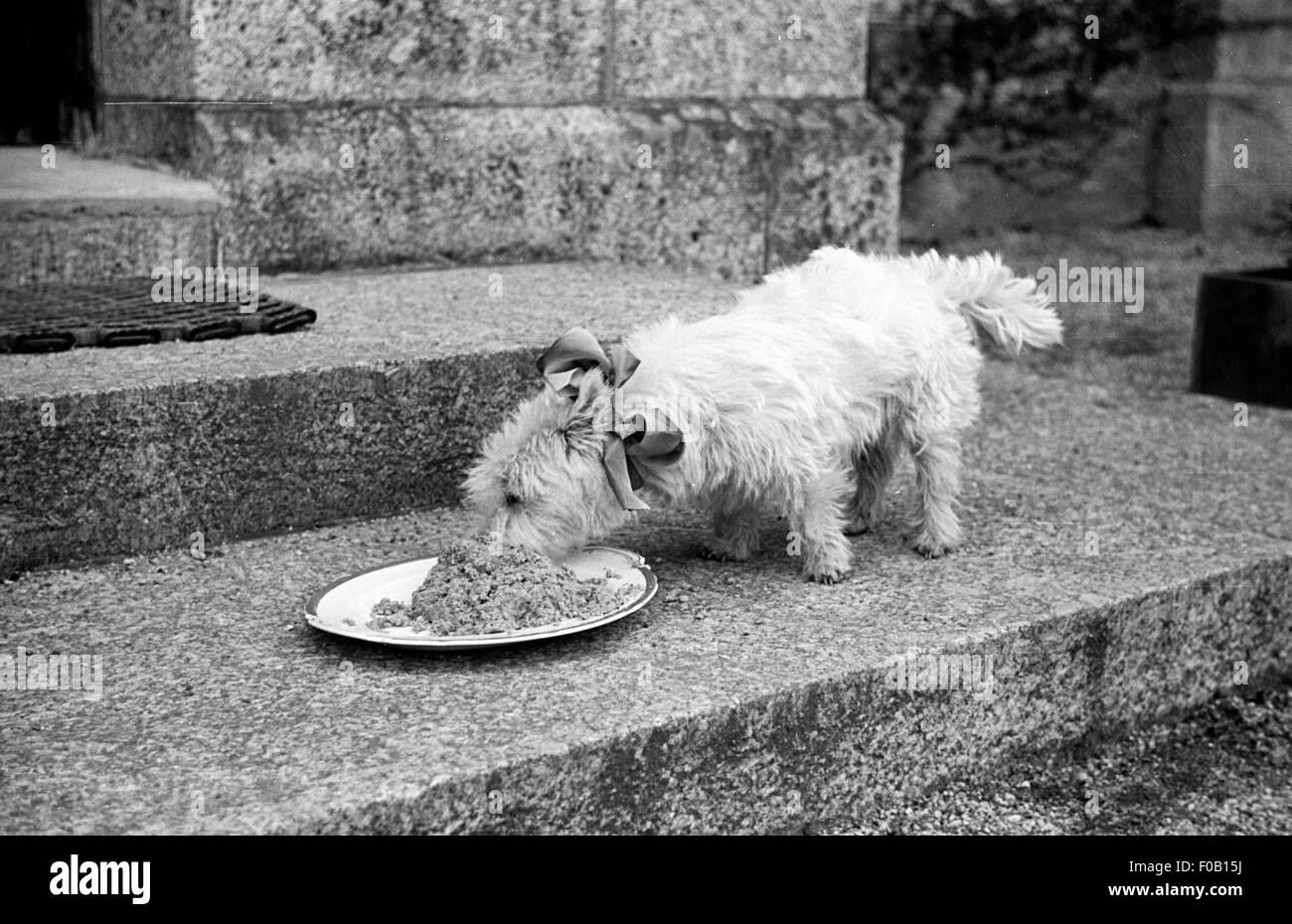 Eating food from plate Black and White Stock Photos & Images Alamy