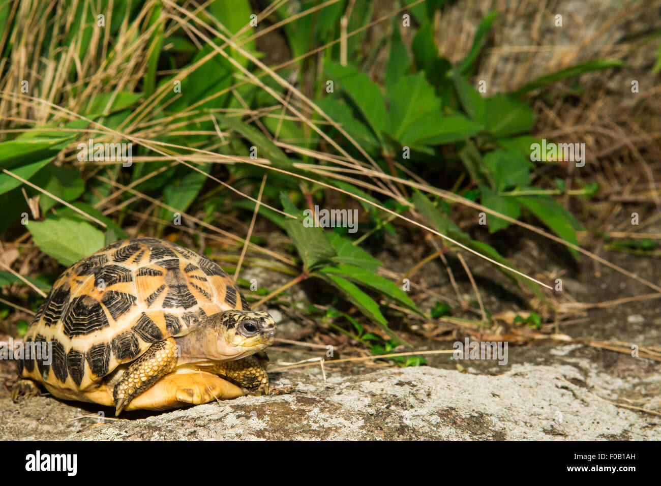 Spider Tortoise Stock Photo