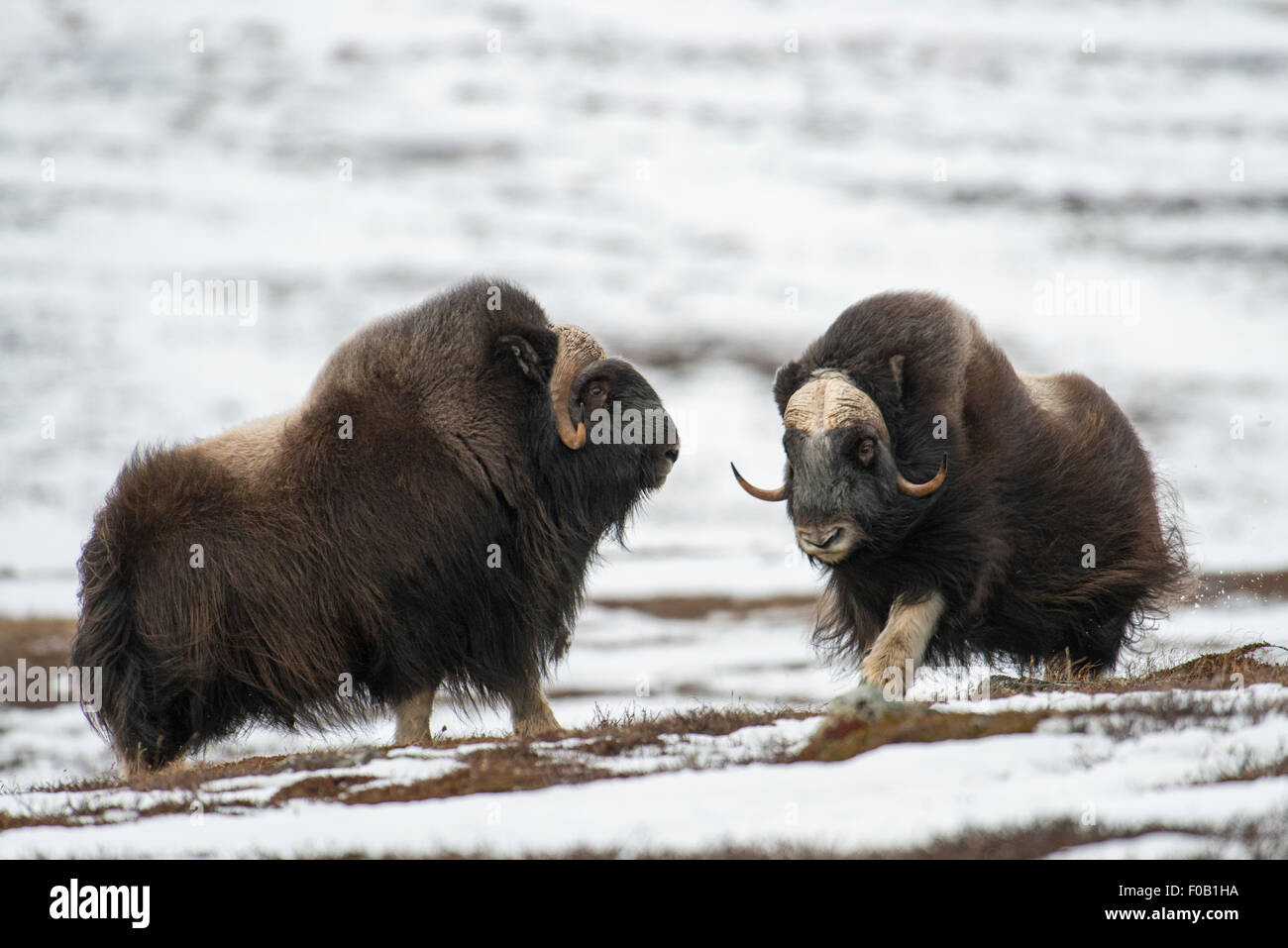 Two running Musk Oxen Stock Photo - Alamy