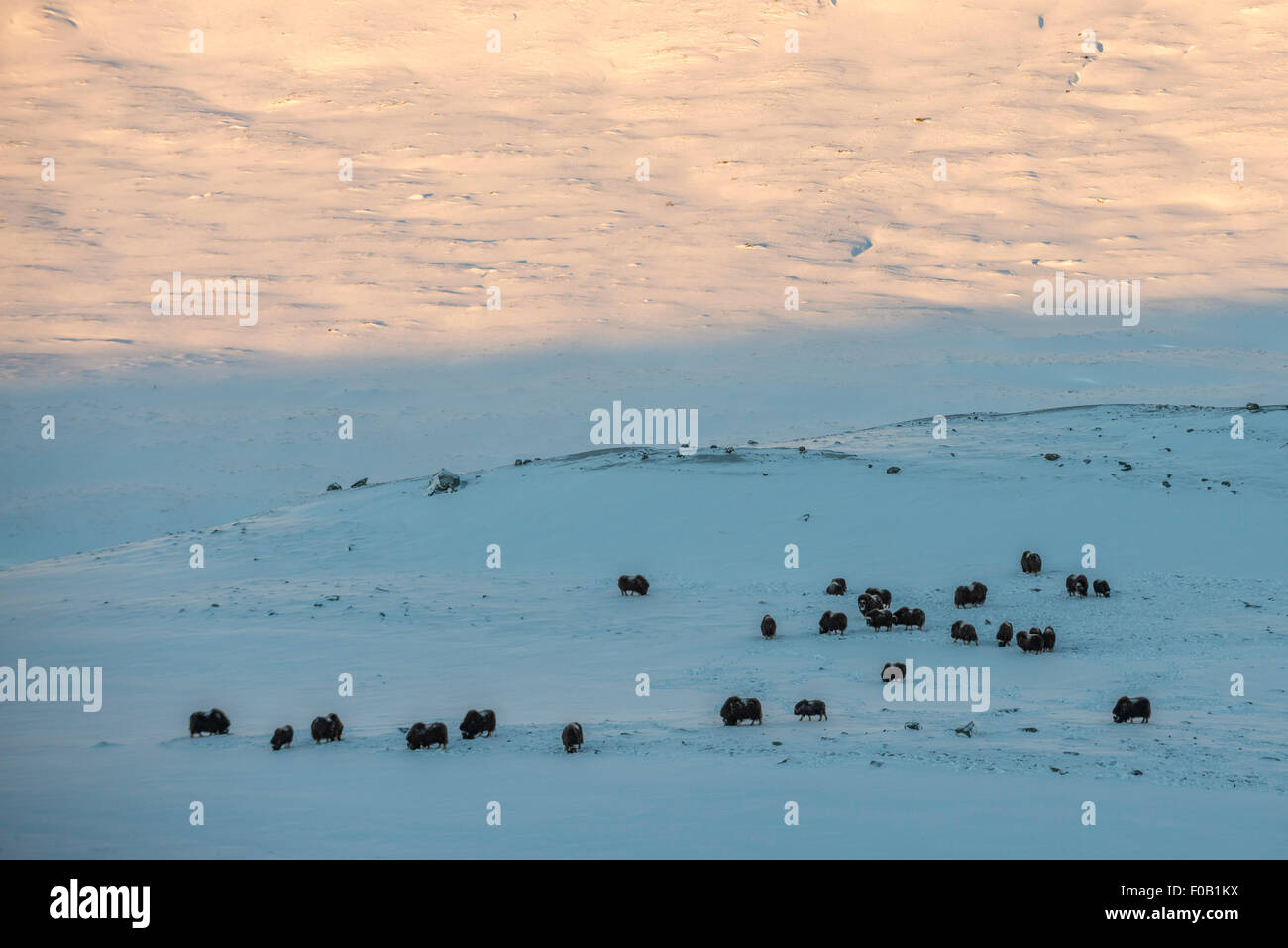 A herd of Musk Oxen Stock Photo