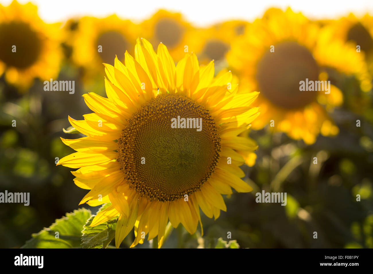 Sunflowers in the field close-up at sunset Stock Photo - Alamy