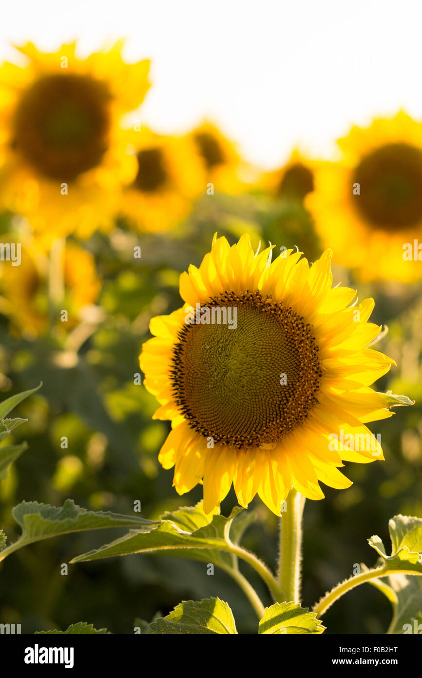 Sunflowers field sunset close hi-res stock photography and images - Alamy