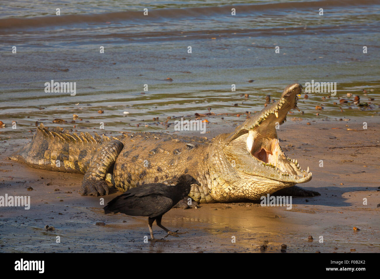 Panama wildlife with an American Crocodile, Crocodylus acutus, at Coiba island national park, Veraguas province, Pacific coast, Republic of Panama. Stock Photo