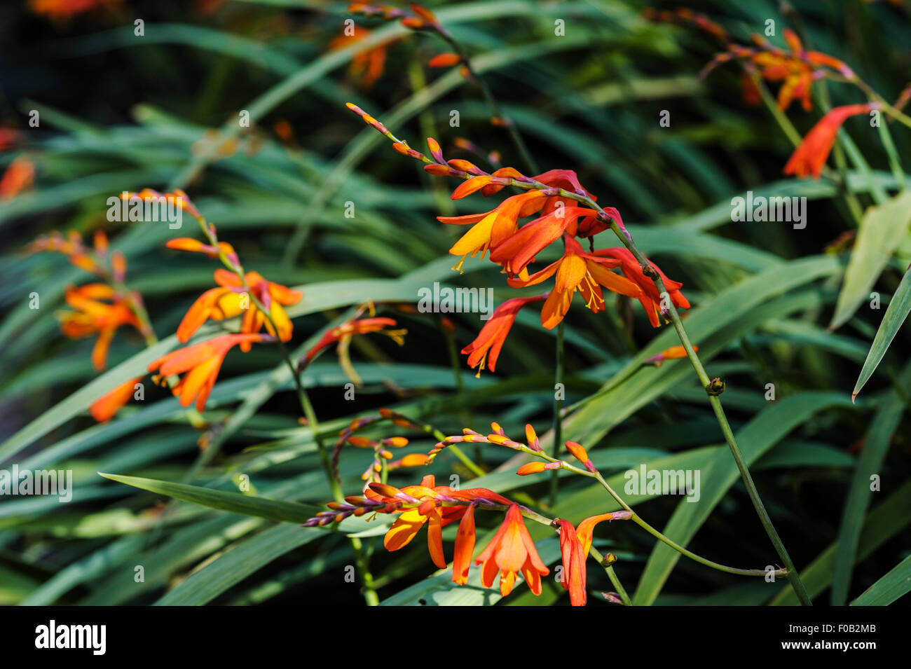 Crocosmia hi-res stock photography and images - Alamy
