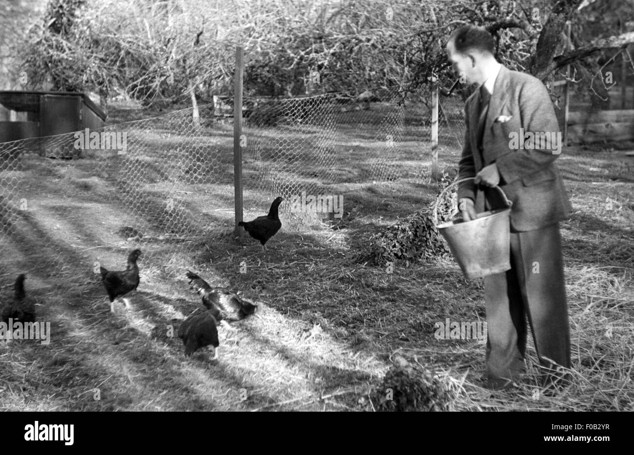 A man feeding his pet chickens in his chicken pen in his garden. Stock Photo