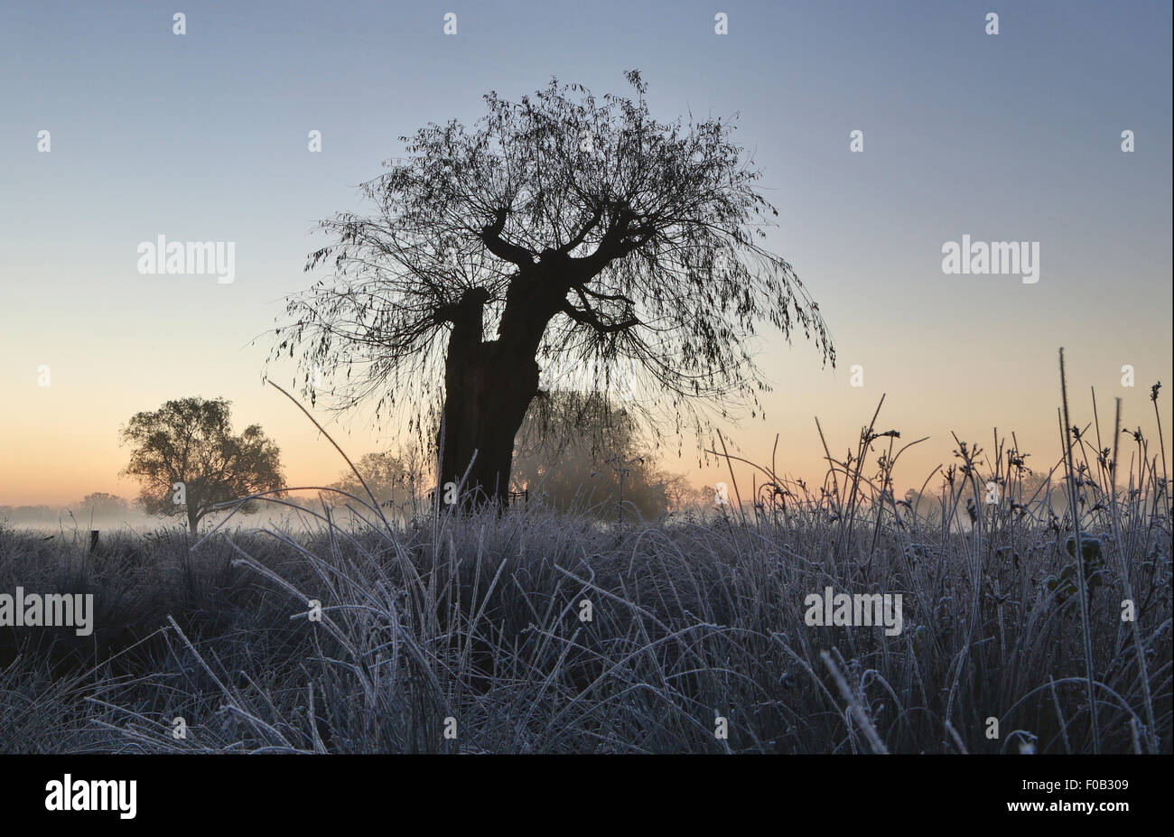 Frosty morning sunrise. The crisp frost in the foreground sets the scene perfectly the old tree like a monster about to attack Stock Photo