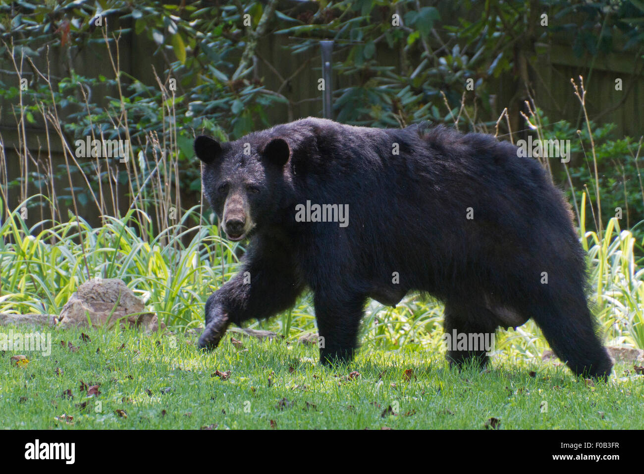 A large, alert, lactating mama black bear walks through a neighborhood yard in summer Stock Photo