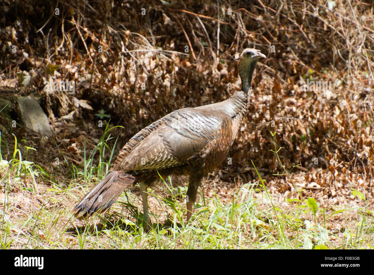 Thanksgiving turkey bird hi-res stock photography and images - Alamy