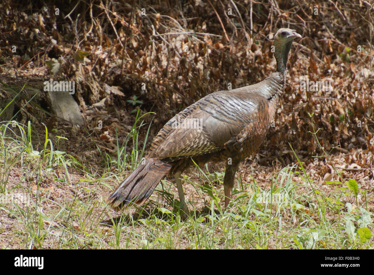 A beautiful, healthy, wild female turkey is alert for danger as she