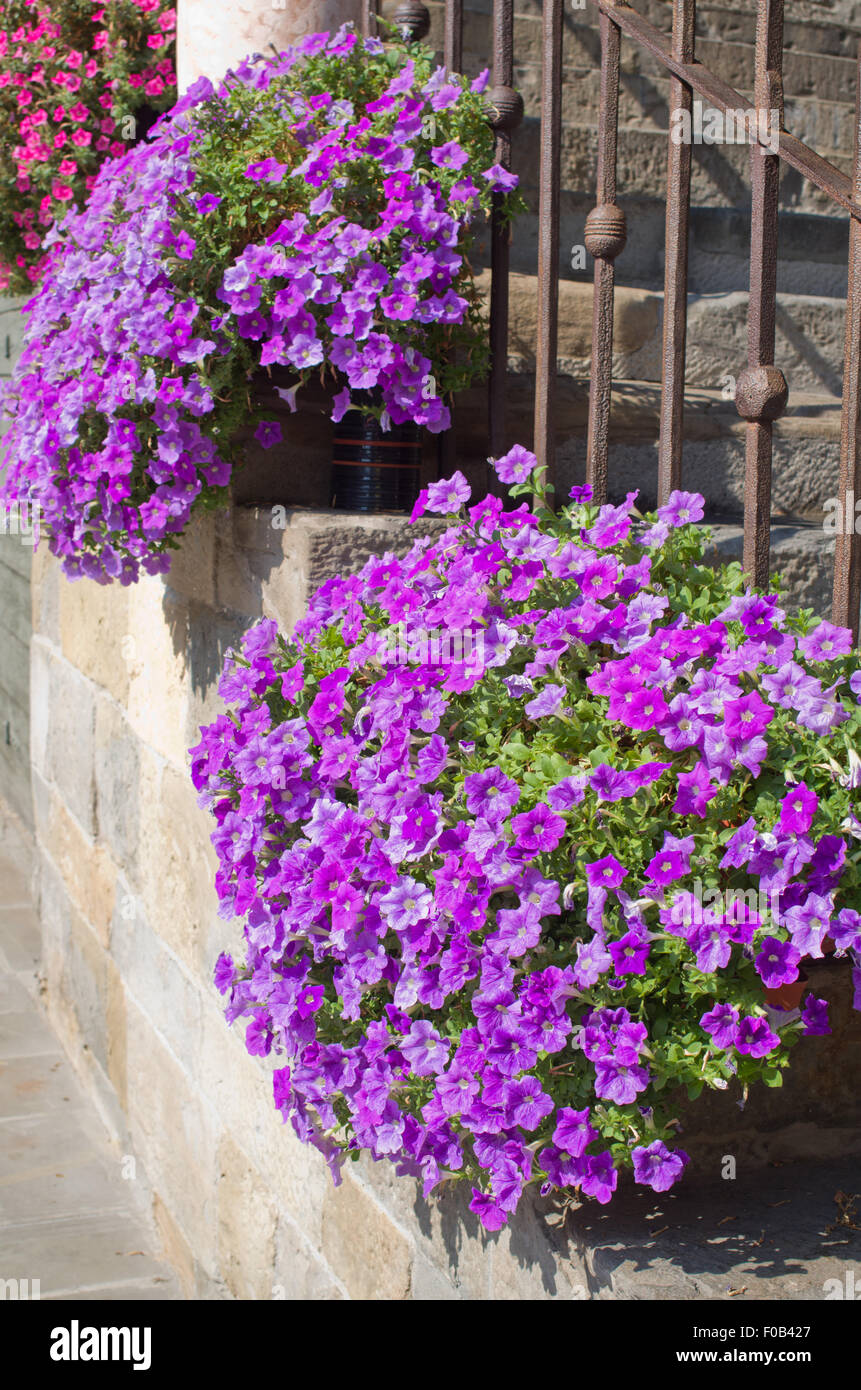 Plants growing on stone steps Italy Mediterranean Stock Photo