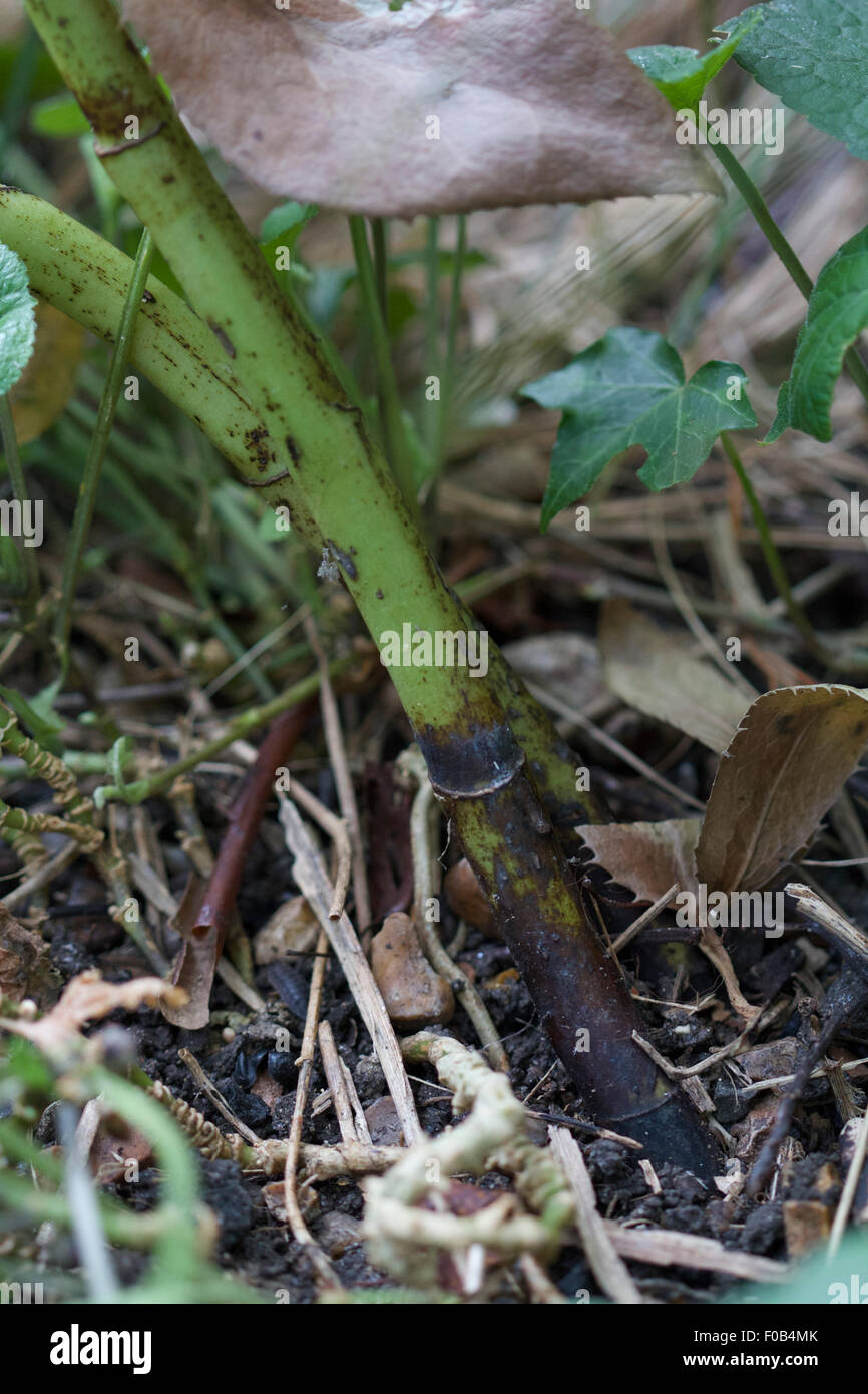 Black stem base of Helleborus argutifolius, corsican, possible cause or symptom of Hellebore plant death Stock Photo