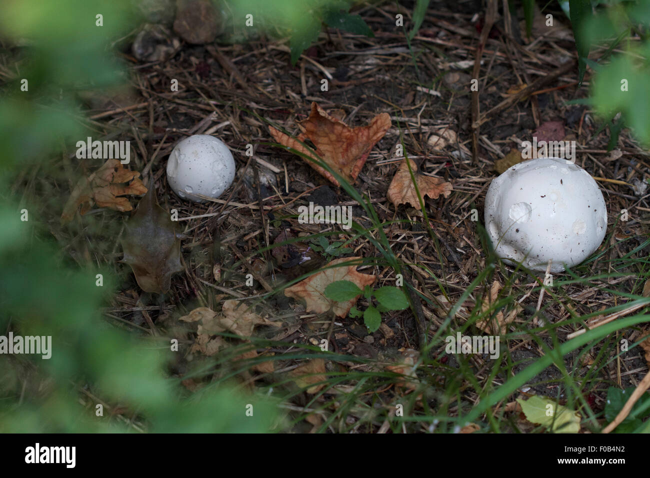 Puff ball mushrooms hi-res stock photography and images - Alamy