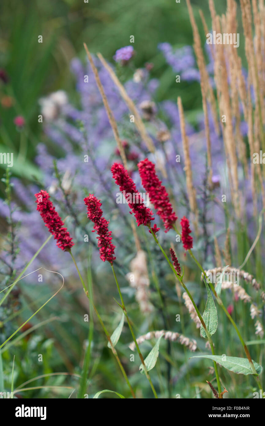 Persicaria amplexicaulis 'Fat Domino' flowers in a mixed flower border, Calamagrostis × acutiflora 'Karl Foerster' beside it Stock Photo